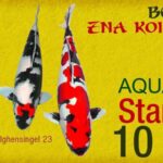 Belgium Koi Show 24-25.2017.