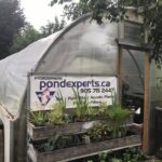 Pond experts visit in Canada Toronto.