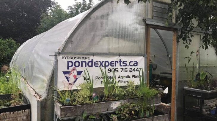 Pond experts visit in Canada Toronto.