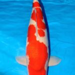 Wij feliciteren Dhr. Tjaard van Balen met het behalen van de titel SUPREME CHAMPION @ Holland Koi Show 2017.