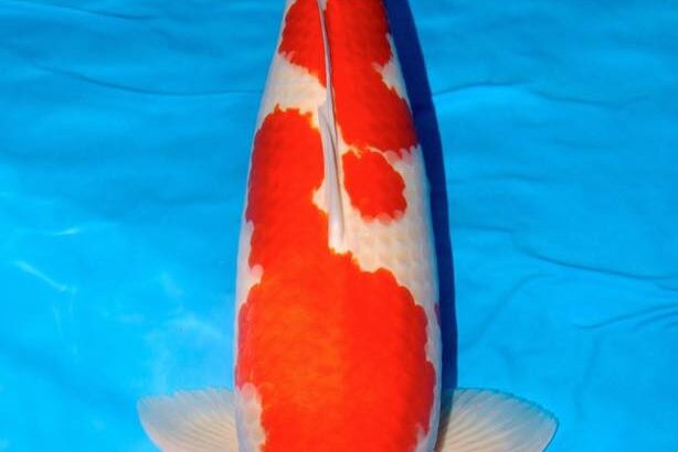 Wij feliciteren Dhr. Tjaard van Balen met het behalen van de titel SUPREME CHAMPION @ Holland Koi Show 2017.