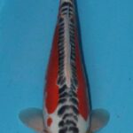 2018 2nd Myanmar Young Koi Show.