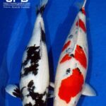 The 11th ZNA Northern California Koi Show 7-8 April 2018.