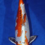 The 11th ZNA Northern California Koi Show 7-8 April 2018.