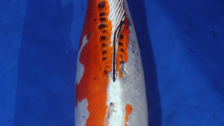 The 11th ZNA Northern California Koi Show 7-8 April 2018.