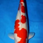 18th Hong Kong Young Koi Show 2018.