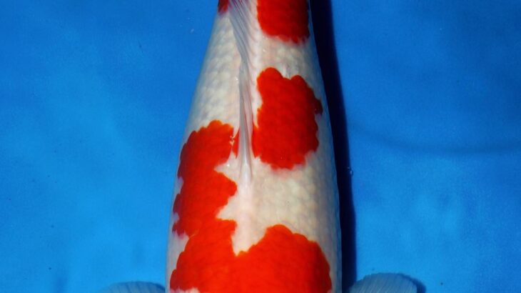 18th Hong Kong Young Koi Show 2018.