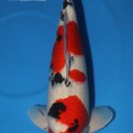 18th Hong Kong Young Koi Show 2018.