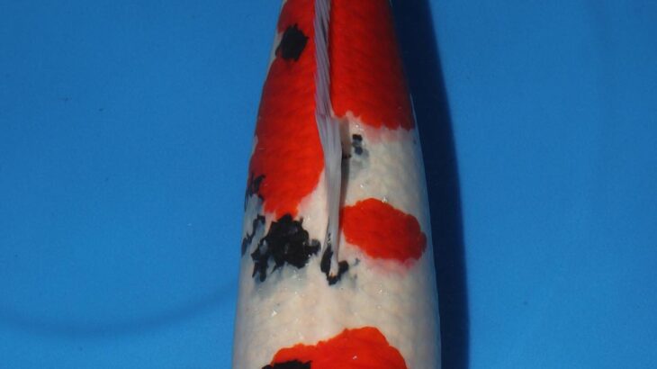 18th Hong Kong Young Koi Show 2018.