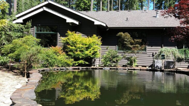 North West USA koi hobbyist’s house visit.