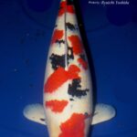 14th ZNA Malaysia Koi Show 2018.