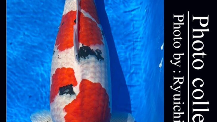 Th23 Hokuriku District Koi Show