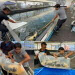 Maruyasu Koi Farm in Kyoto prefecture