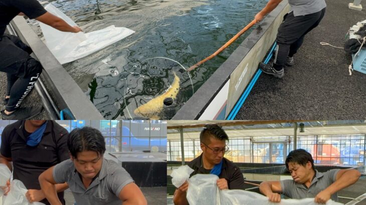 Maruyasu Koi Farm in Kyoto prefecture