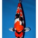 20th Anniversary ZNA Bandung Chapter All Indonesian Koi Show on September 13-15 2019.