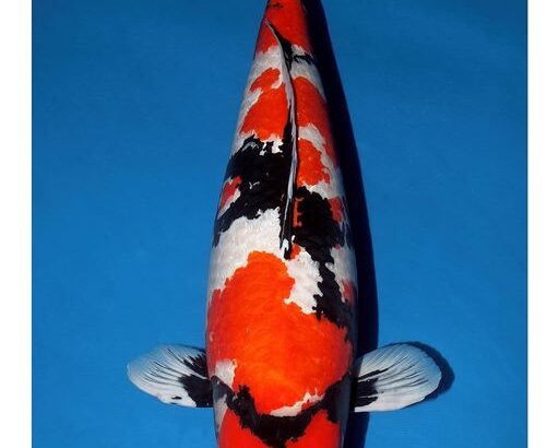 20th Anniversary ZNA Bandung Chapter All Indonesian Koi Show on September 13-15 2019.