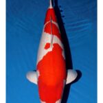 20th Anniversary ZNA Bandung Chapter All Indonesian Koi Show on September 13-15 2019.