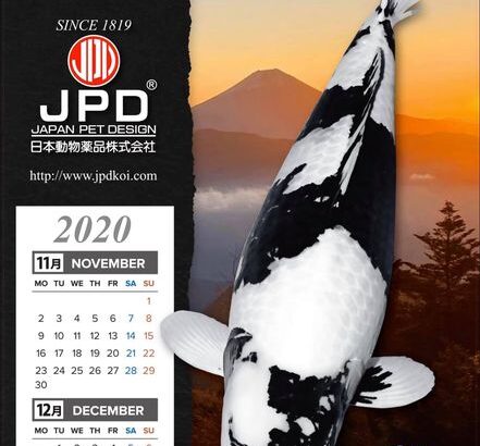 4 March 2020 Omosako koi farm visit in Hiroshima prefecture.