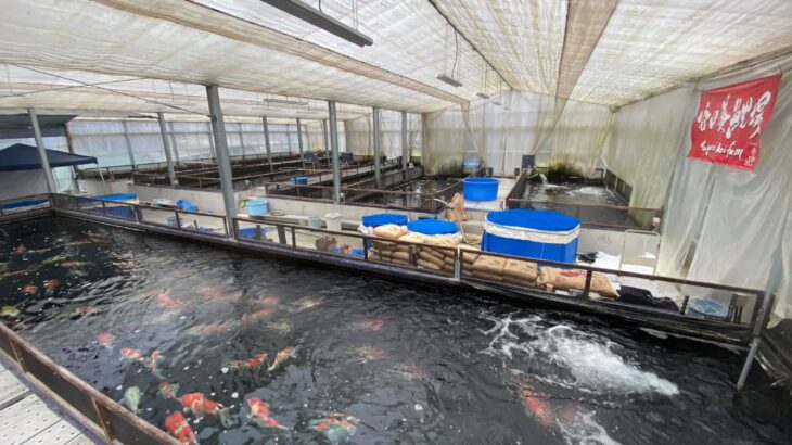 4 March 2020 Taniguchi koi farm visit in Hiroshima prefecture.