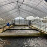 Beppu koi farm visit on 9 March 2020.