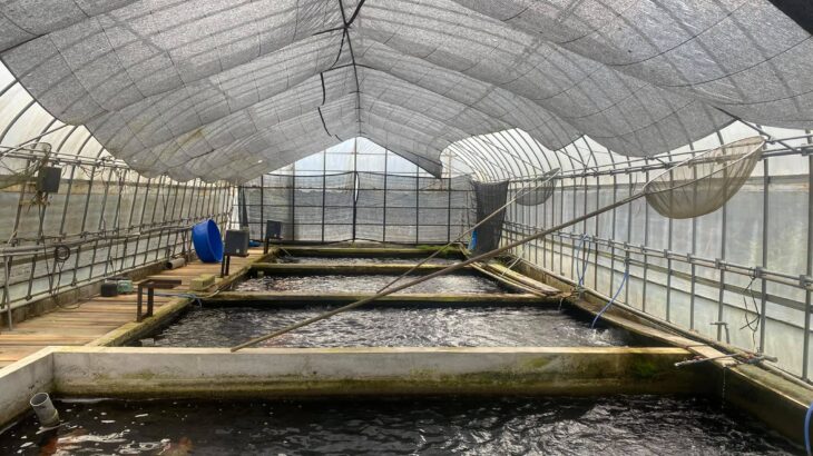 Beppu koi farm visit on 9 March 2020.