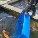 Etou koi farm visit in Kumamoto prefecture.