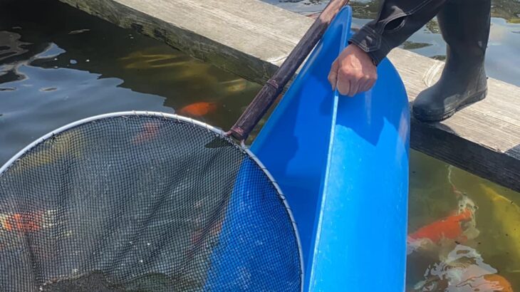 Etou koi farm visit in Kumamoto prefecture.