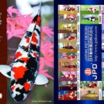 Ueno koi farm visit in Kumamoto prefecture 15 March .