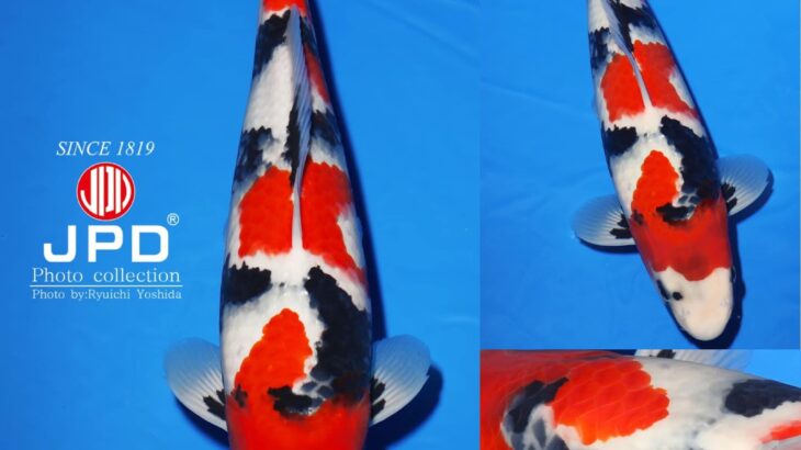 My favorite koi