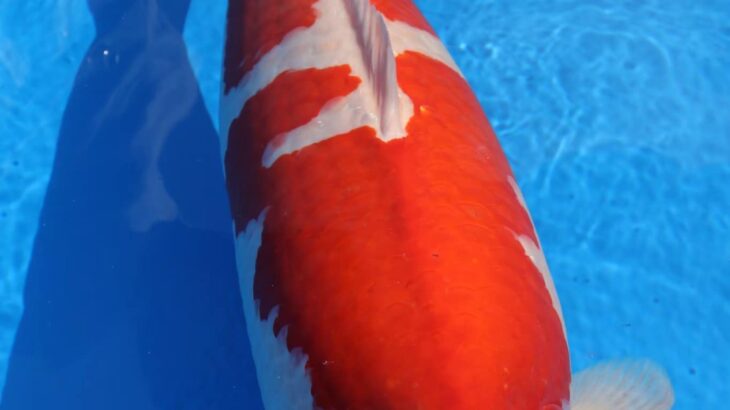 My favorite koi