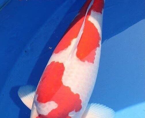 My favorite koi