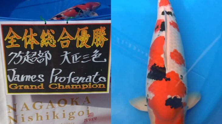 NAGAOKA Koi show 2024. October 27