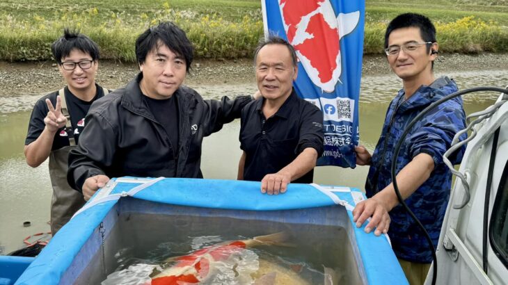 2024Nishikigoi Murakami mud pond harvest