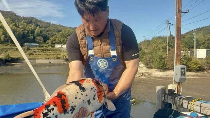 Masai Koi Farm harvest visit on 8 November①