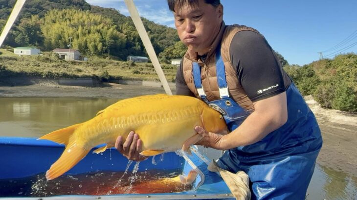 Masai Koi Farm harvest visit on 8 November②