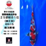 60th Anniversary ZNA International Koi Show In Lake Biwa Museum ⑧