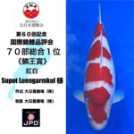 60th Anniversary ZNA International Koi Show In Lake Biwa Museum ⑤