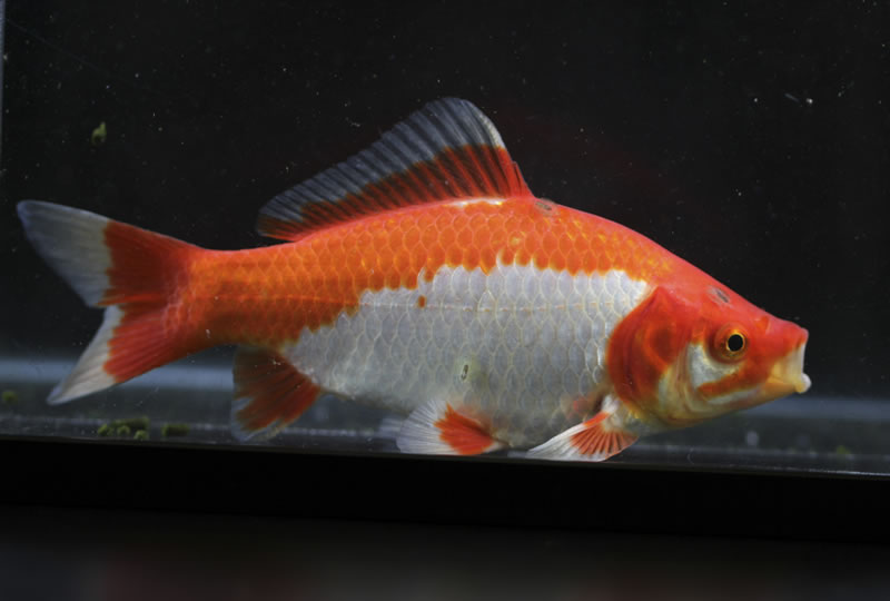 魚条虫感染症の原因は何ですか?