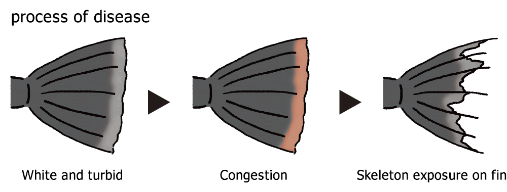 The list of koifish sickness｜Tail rot, mouth rot, gill rot=Columnaris ...