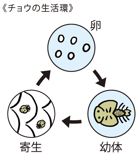 チョウの生活環