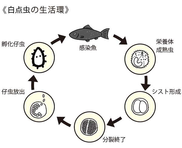 白点虫の生活環