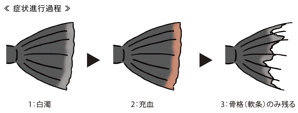 図：尾ぐされ病の症状